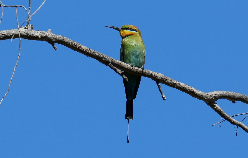 Rainbow Bee-eater