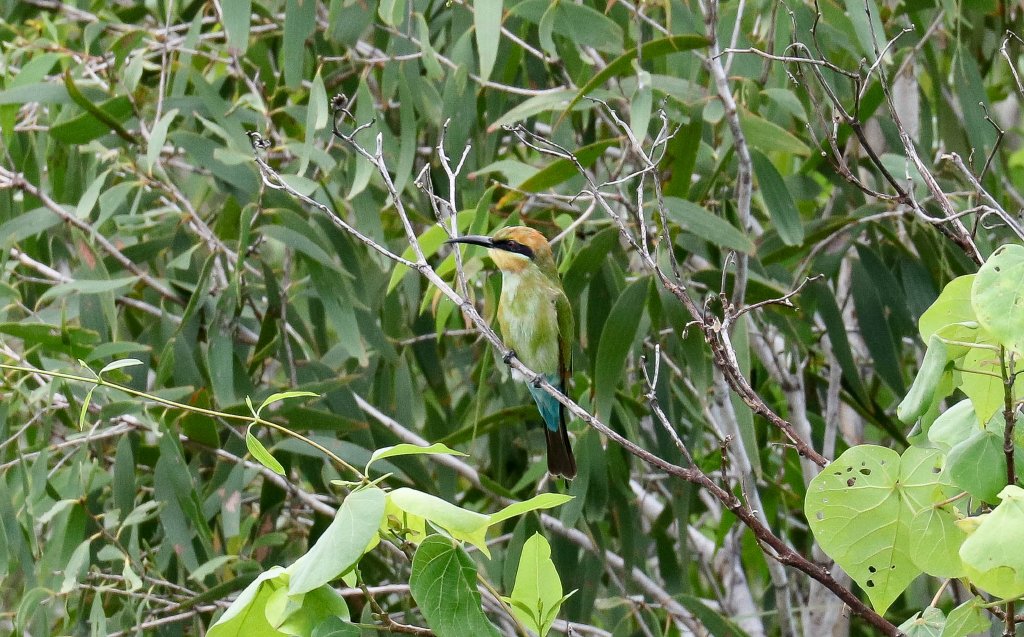 Rainbow Bee-eater