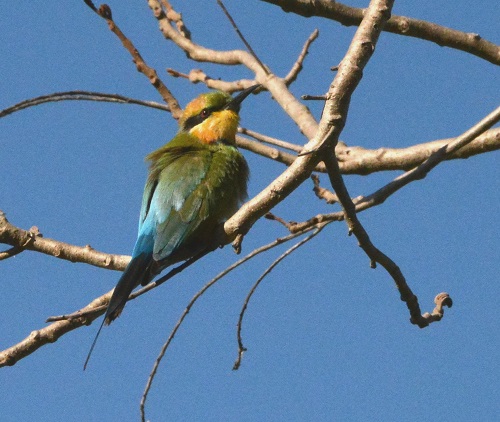 Rainbow bee-eater