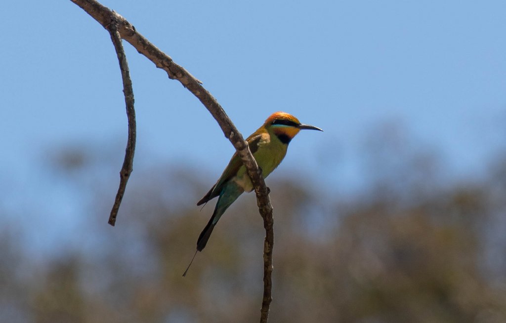 Rainbow Bee-eater