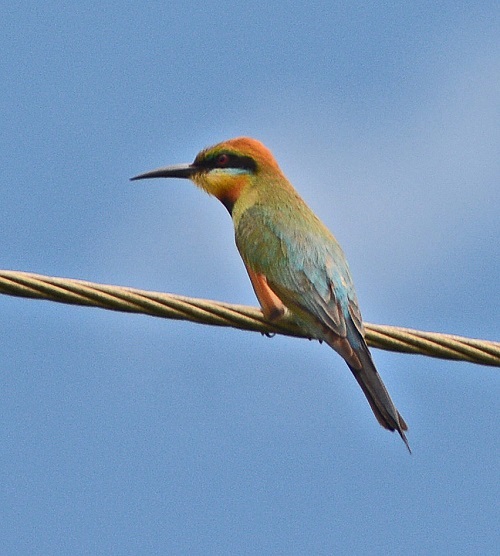 Rainbow bee-eater