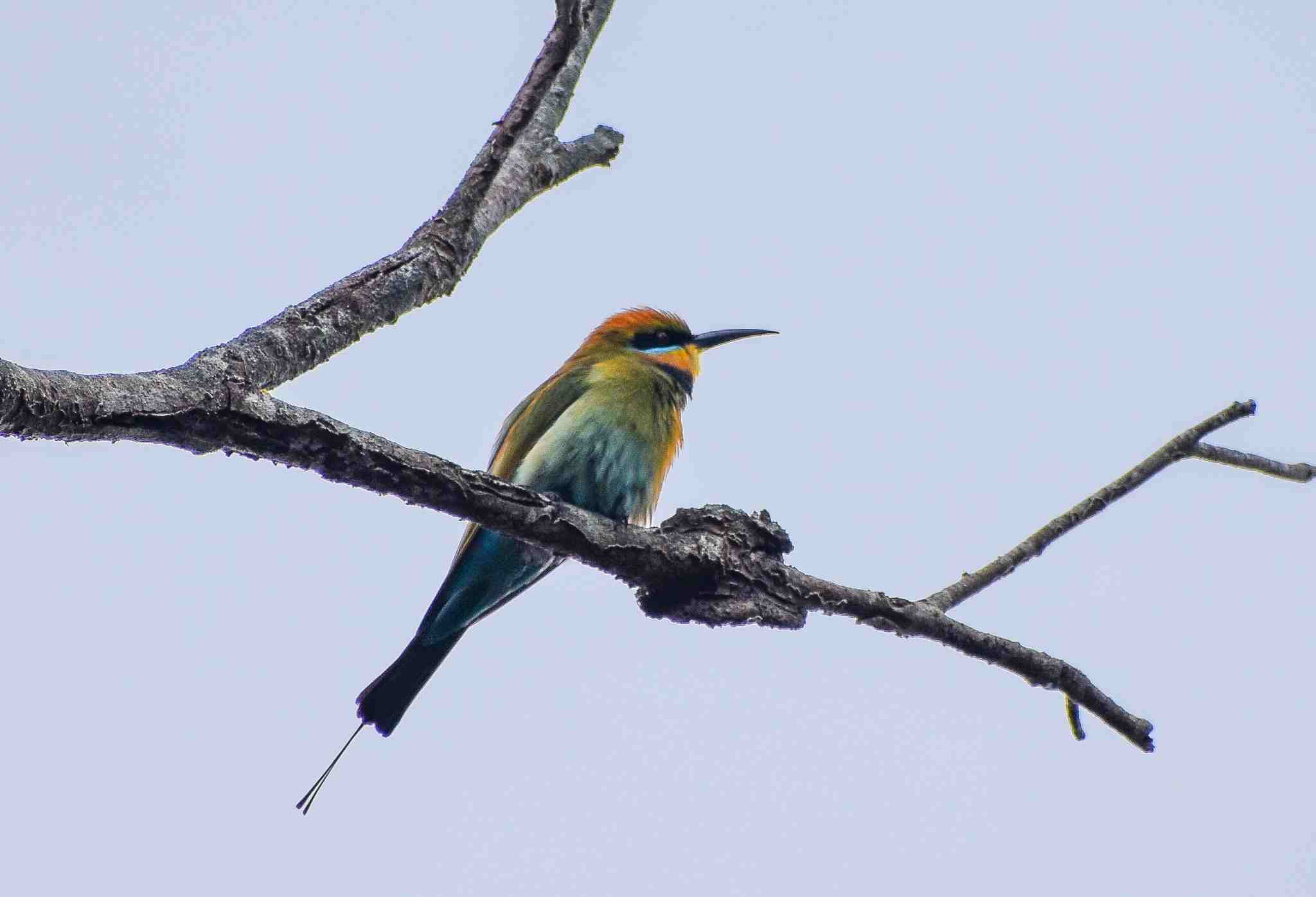 Rainbow Bee-eater