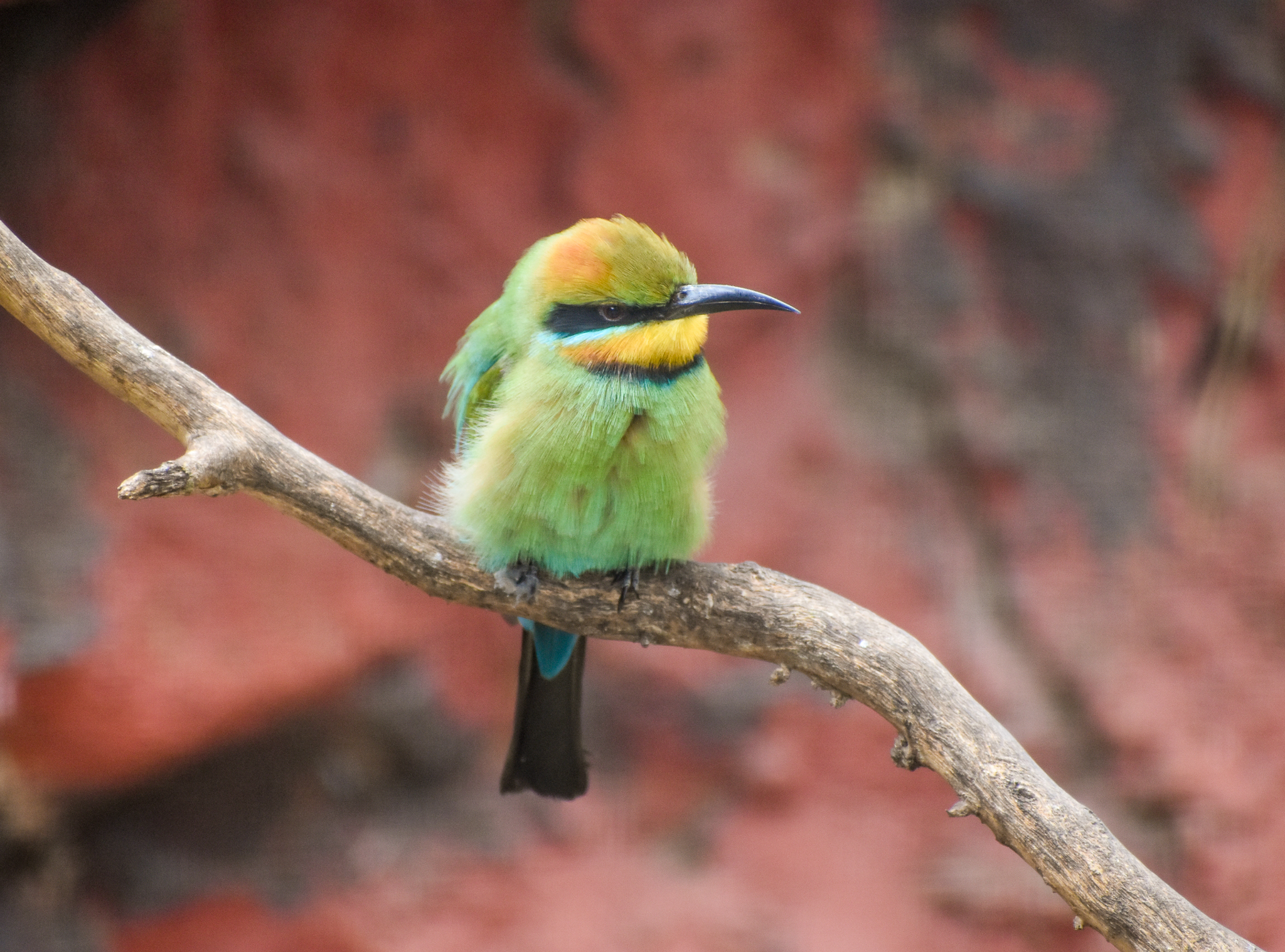 Rainbow Bee-eater