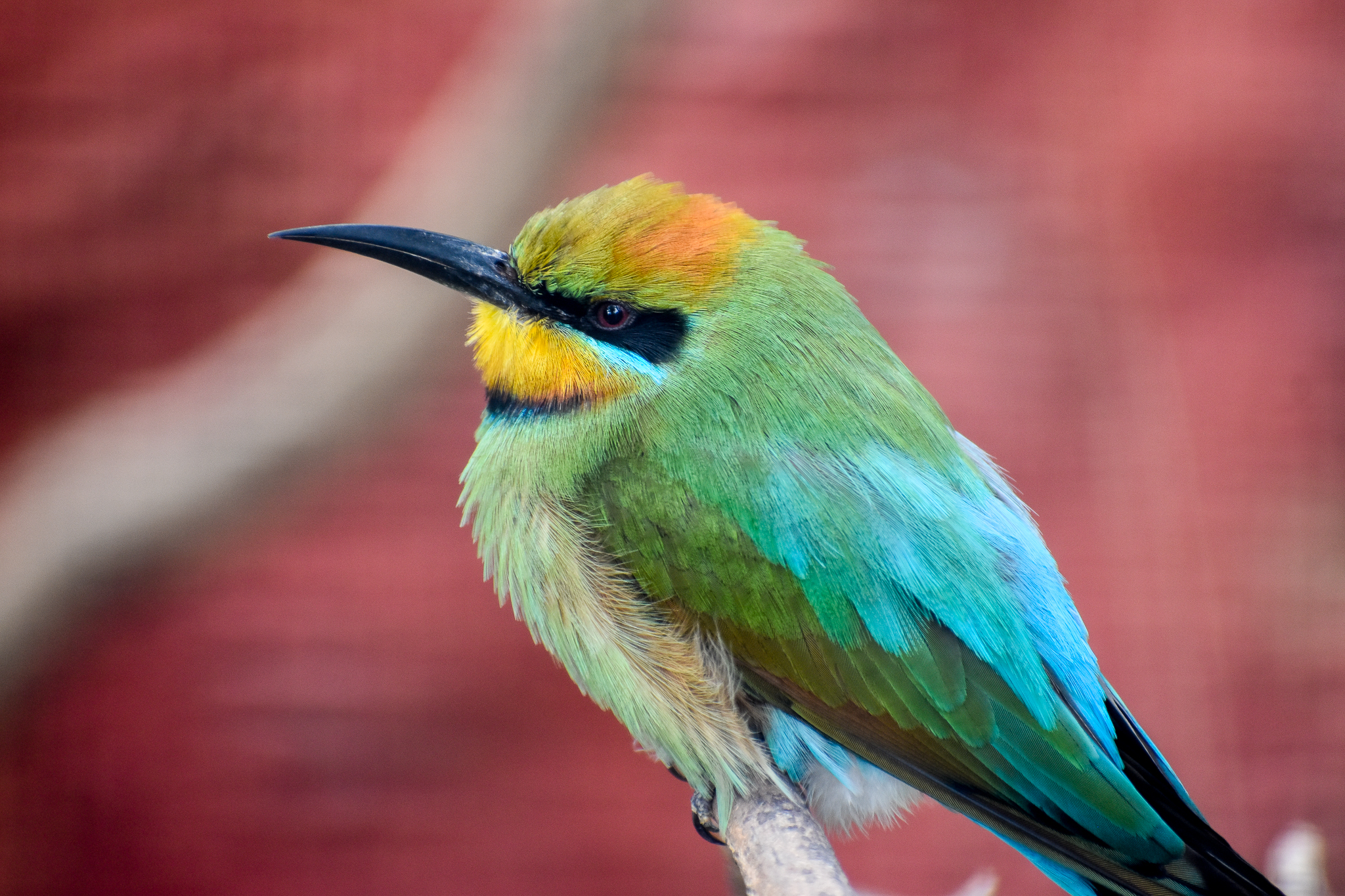 Rainbow Bee-eater