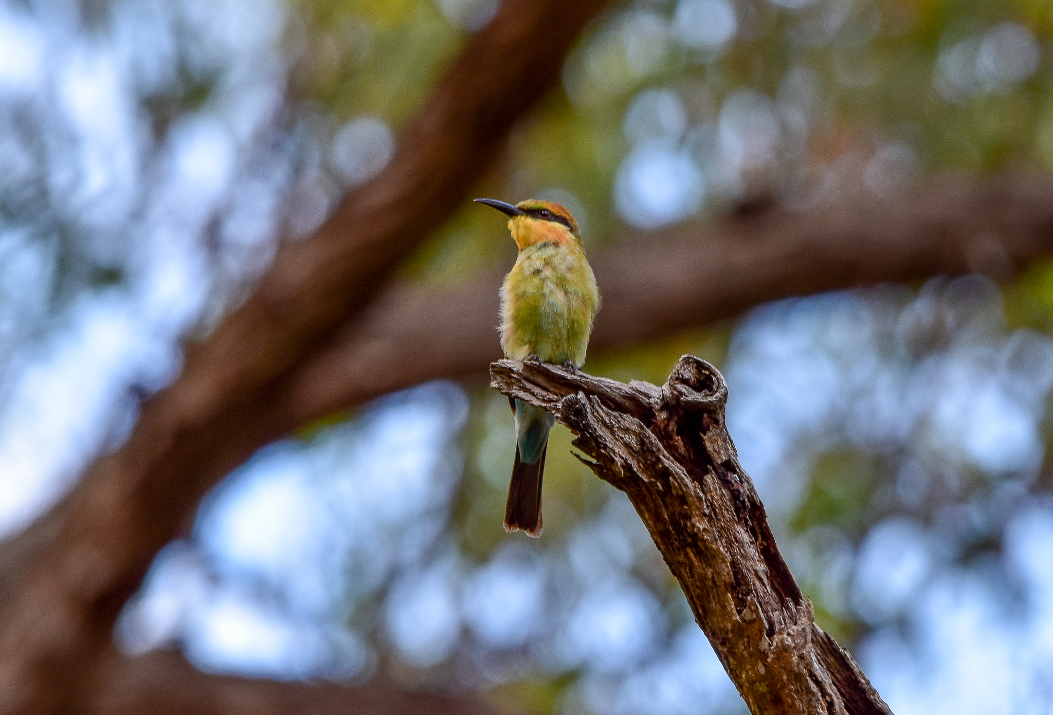 Rainbow Bee-eater