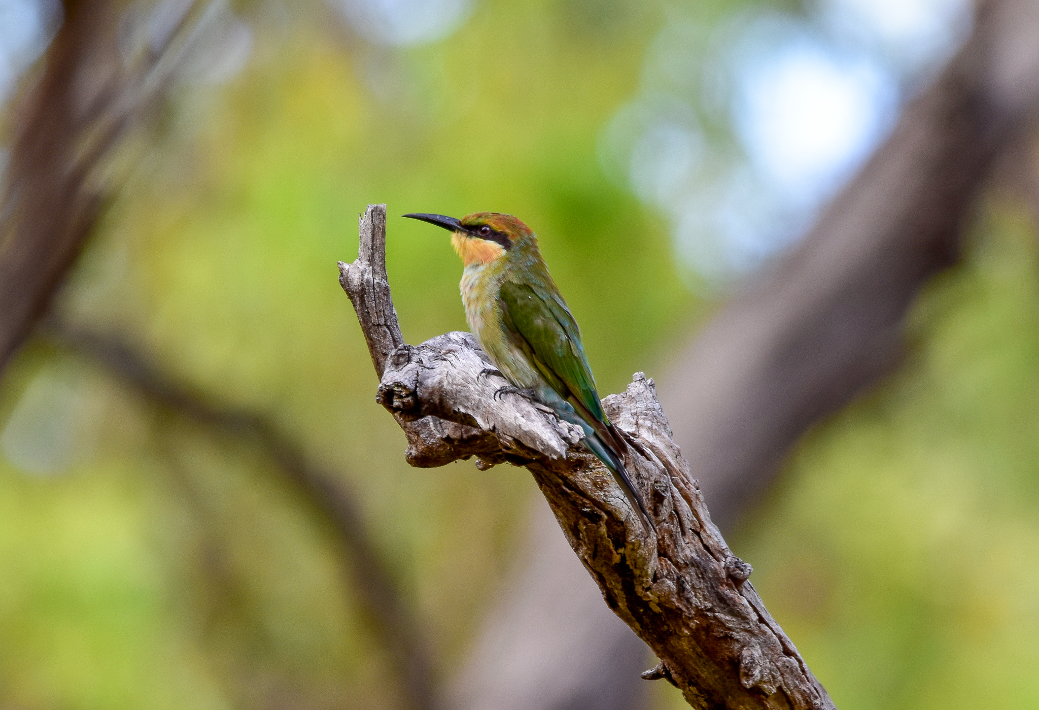 Rainbow Bee-eater