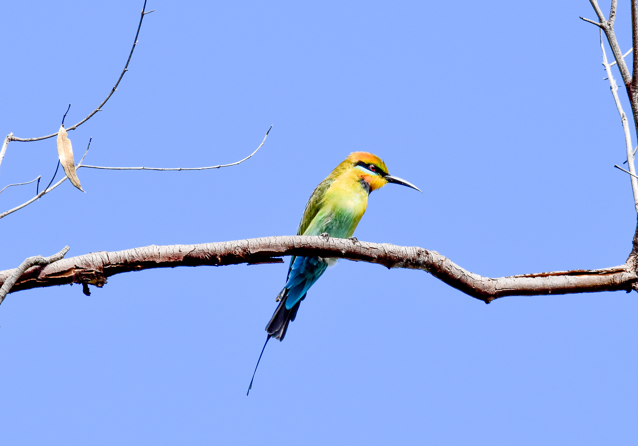 Rainbow Bee-eater