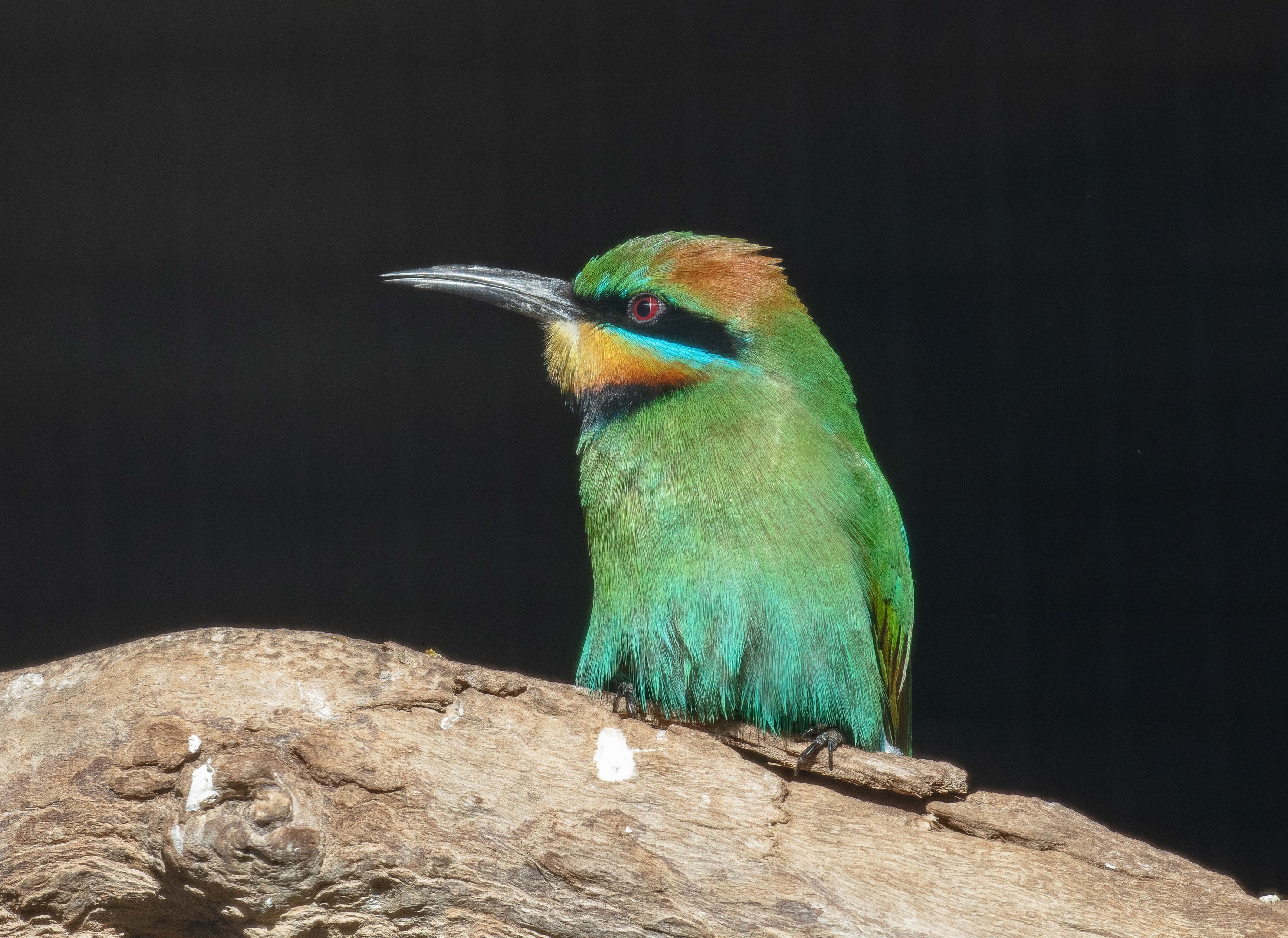 Rainbow Bee-eater