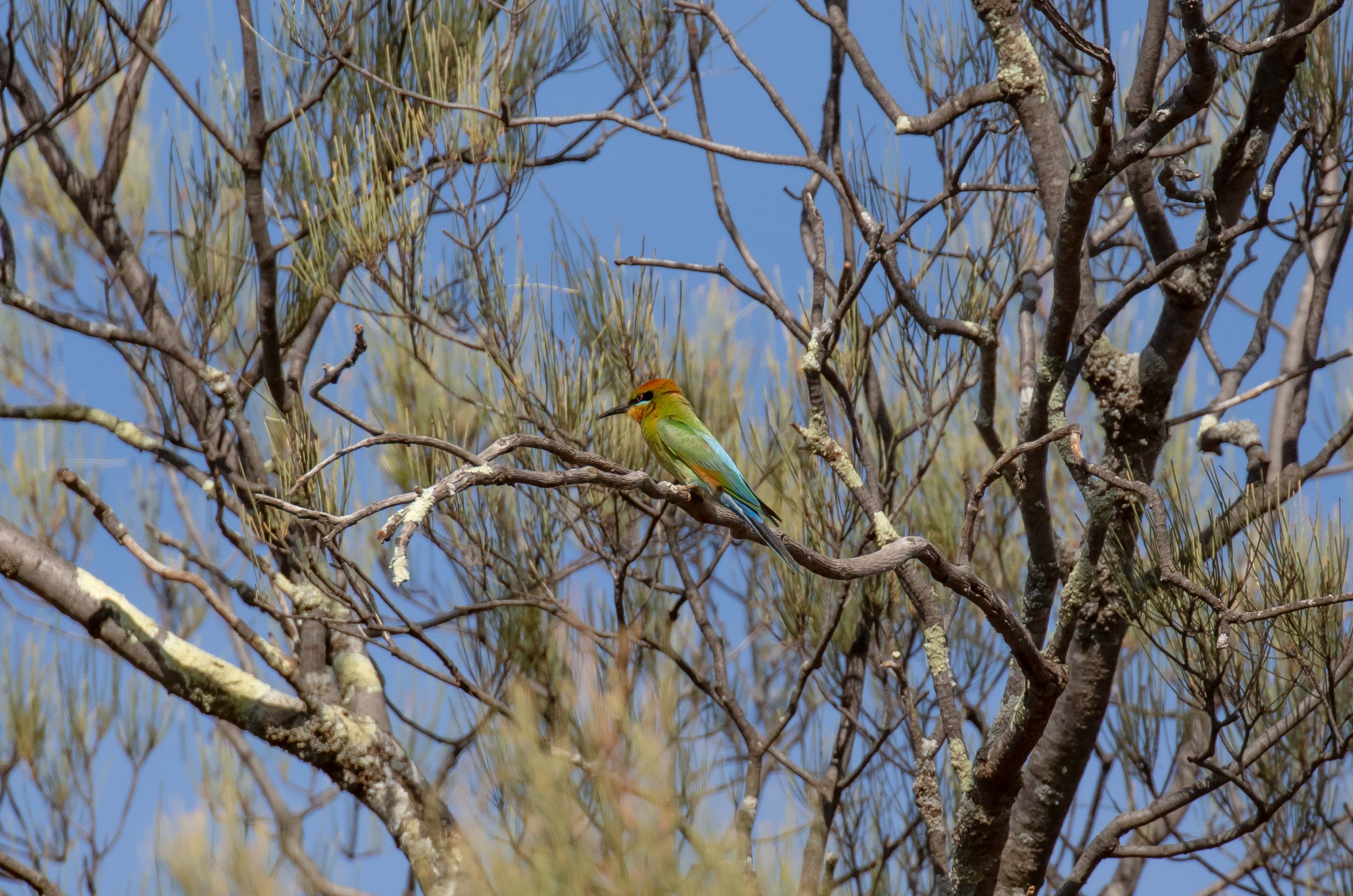 Rainbow Bee-eater