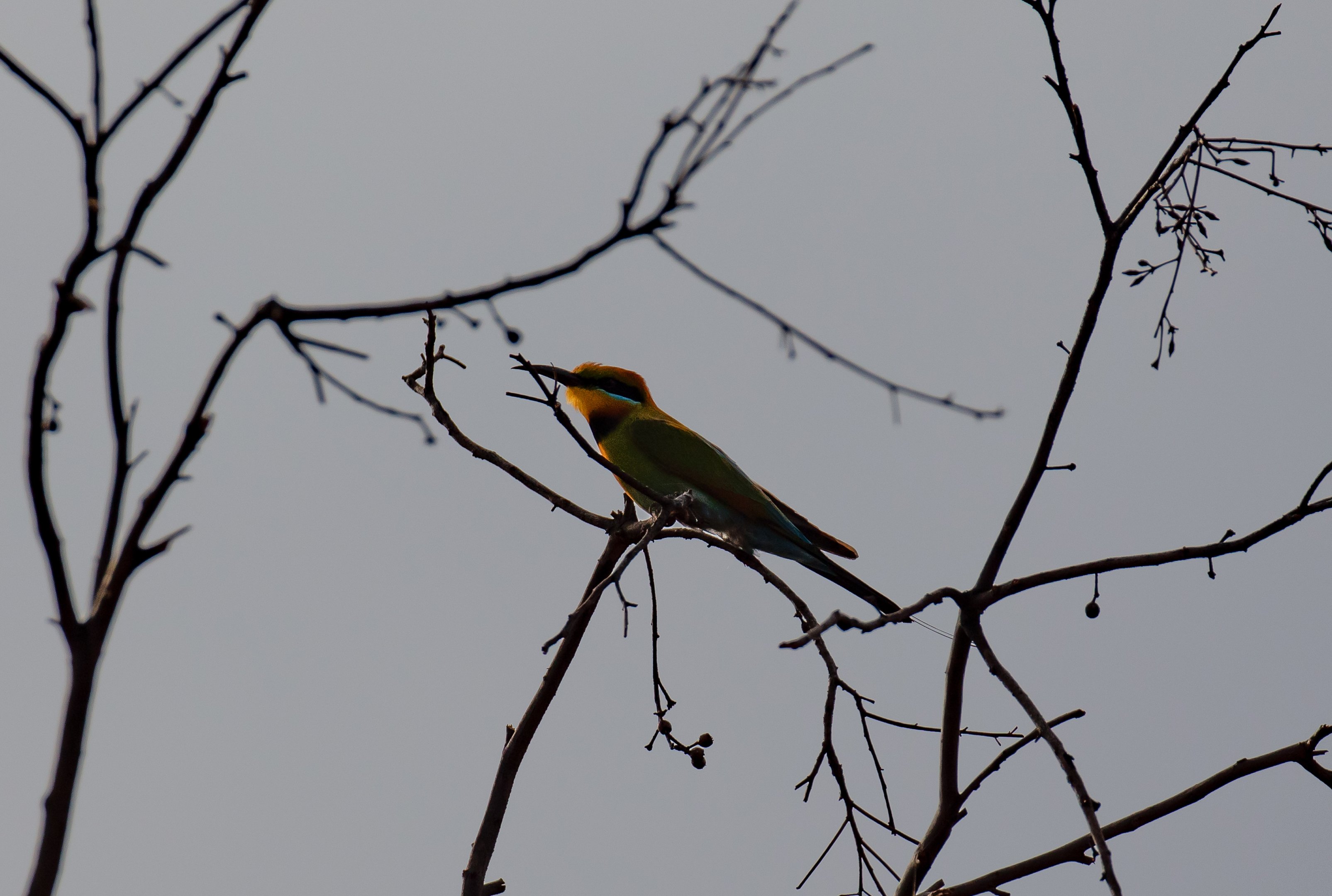 Rainbow Bee-eater