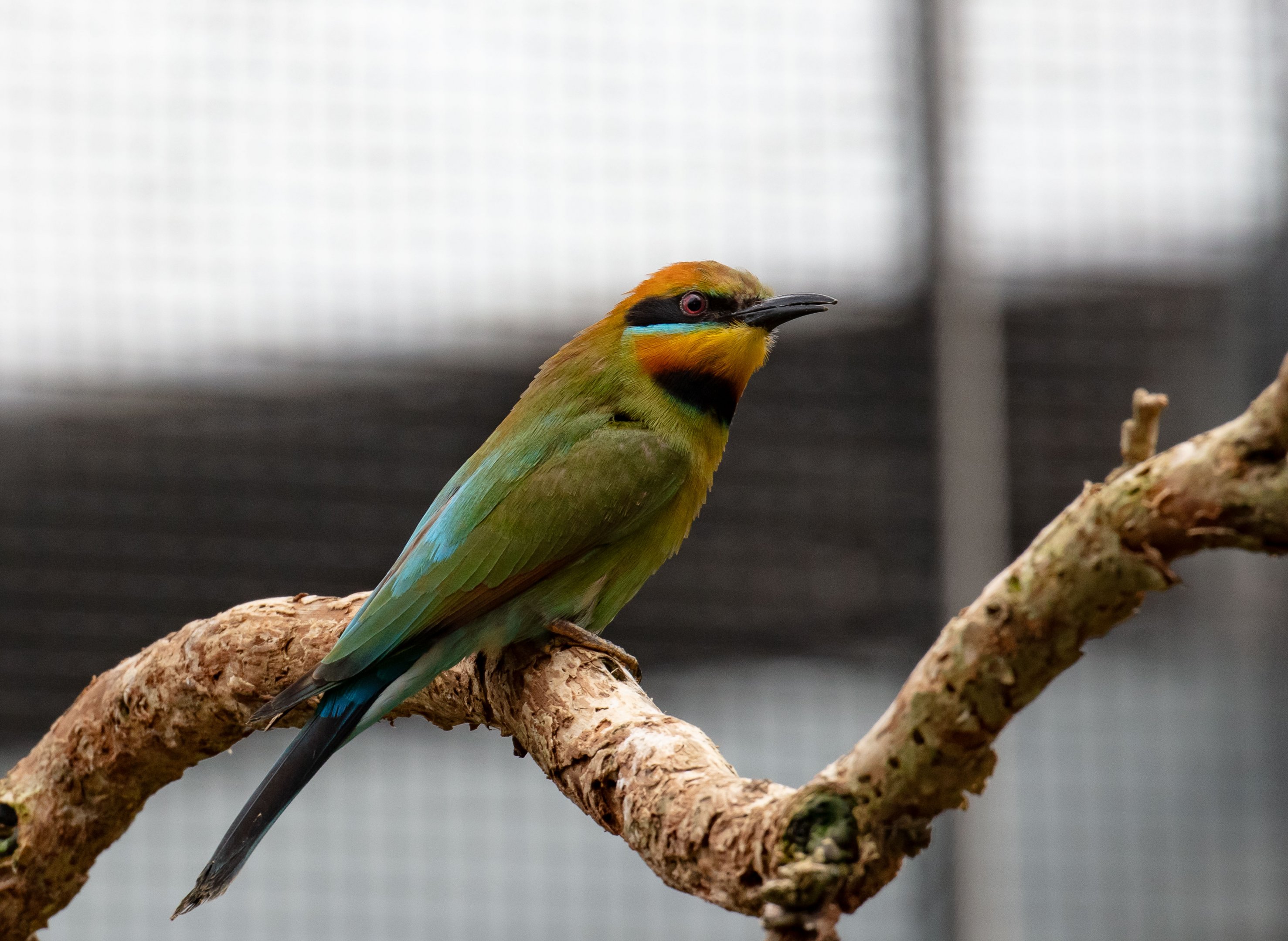 Rainbow Bee-eater