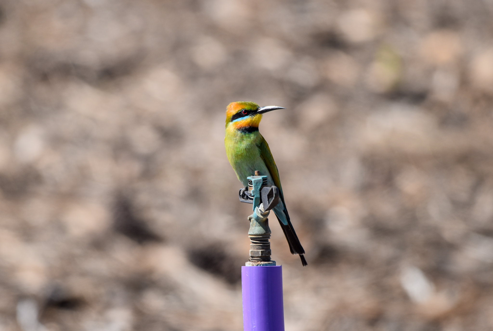 Rainbow Bee-eater