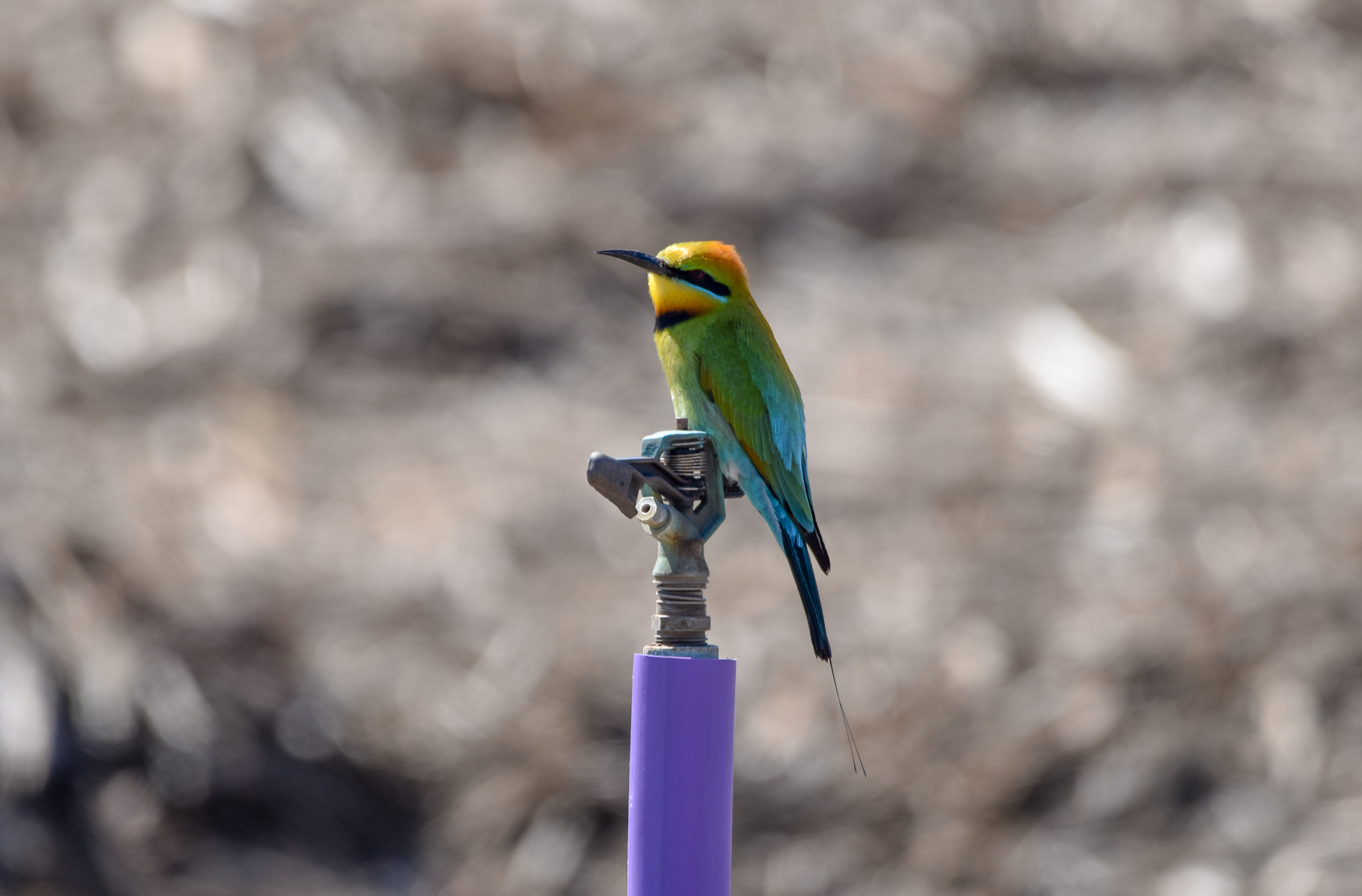 Rainbow Bee-eater