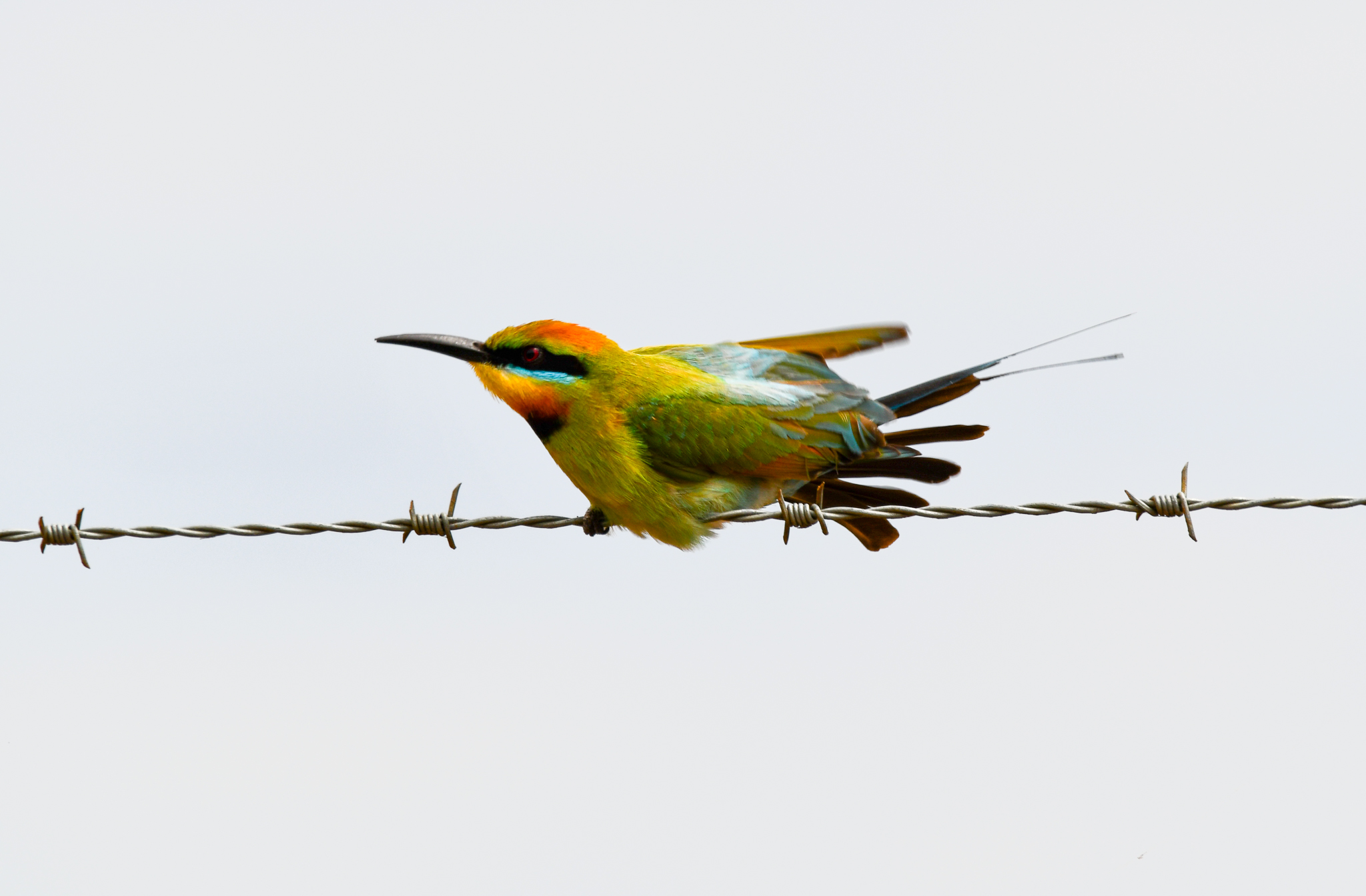 Rainbow Bee-eater