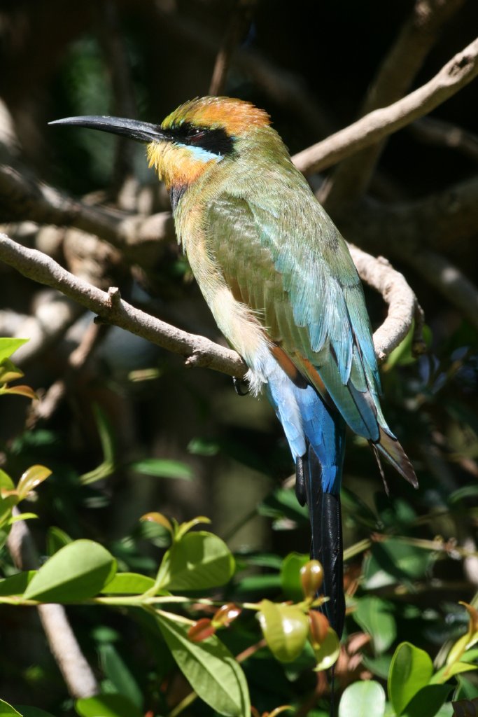 Rainbow Bee-eater