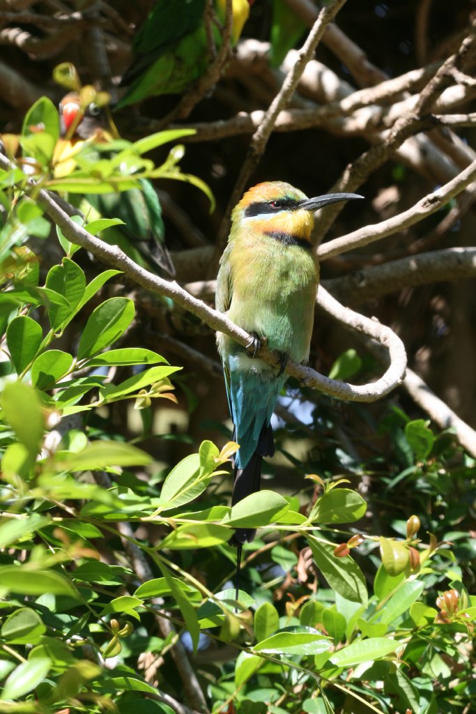 Rainbow Bee-eater