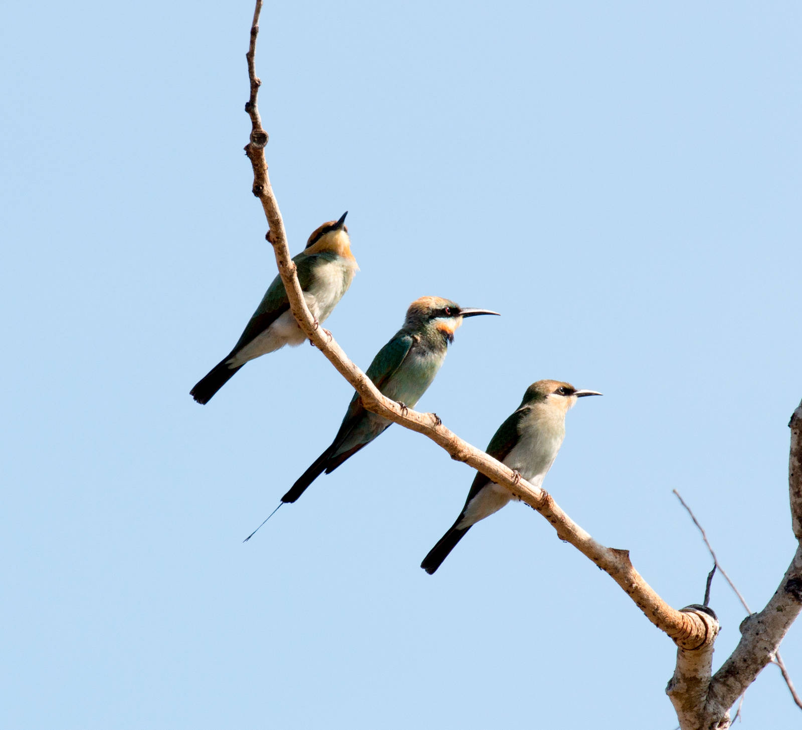 Rainbow Bee-eaters - adult in the middle