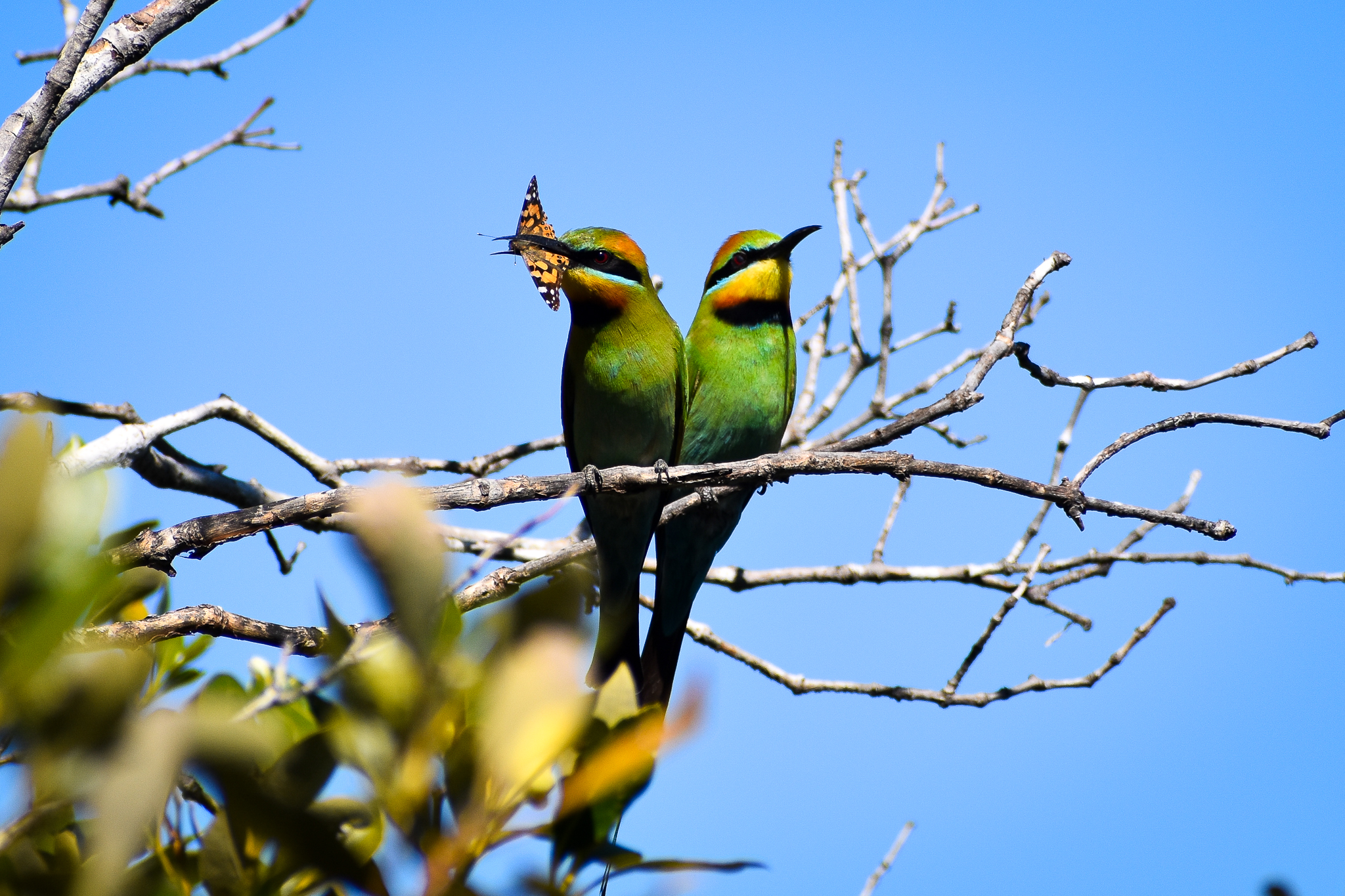 Rainbow Bee Eaters and Australian Painted Lady