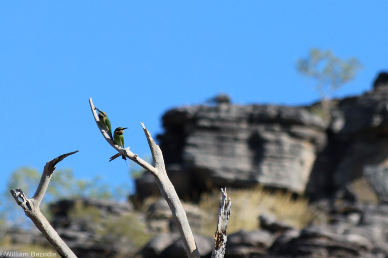 Rainbow Bee-eaters and Rock Escarpment - Kakadu