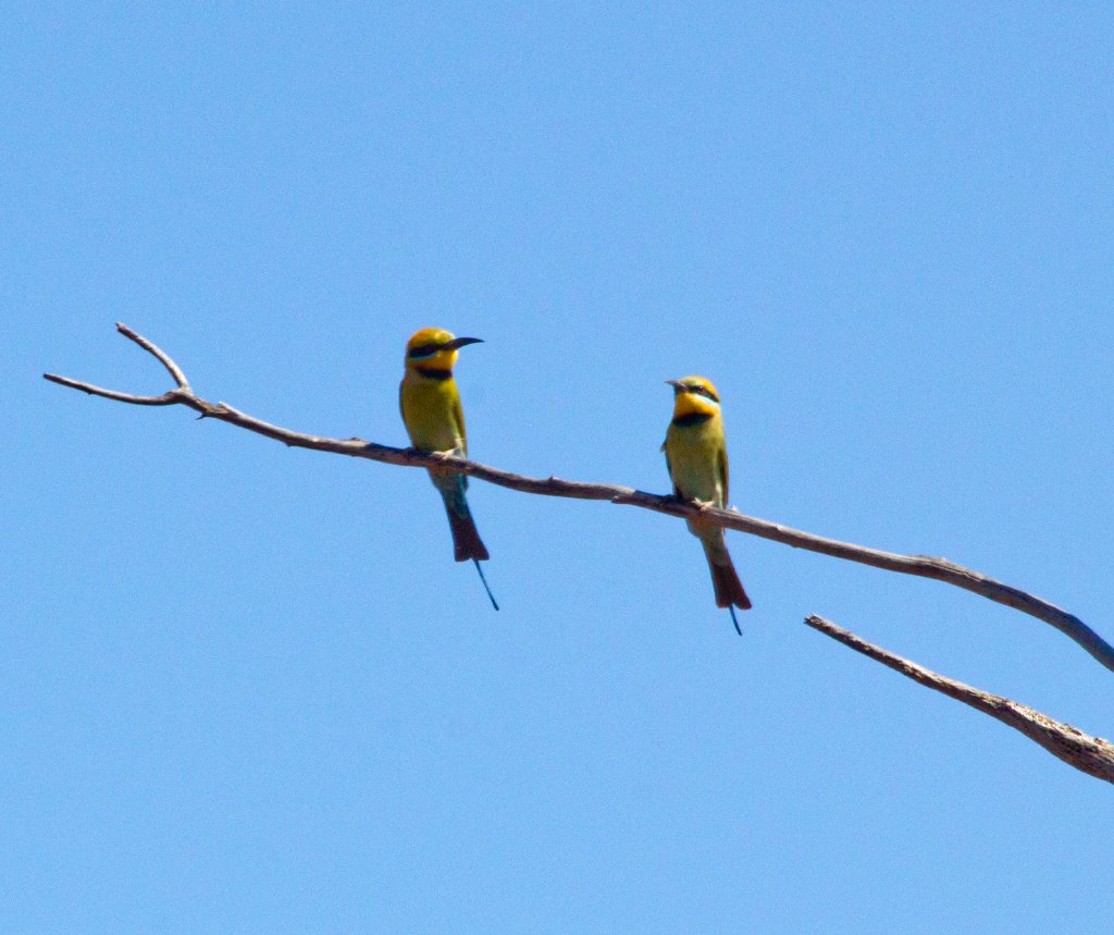 Rainbow Bee-eaters (Merops ornatus)