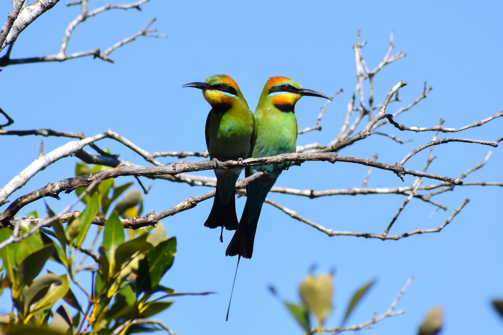 Rainbow Bee-eaters (Merops ornatus)