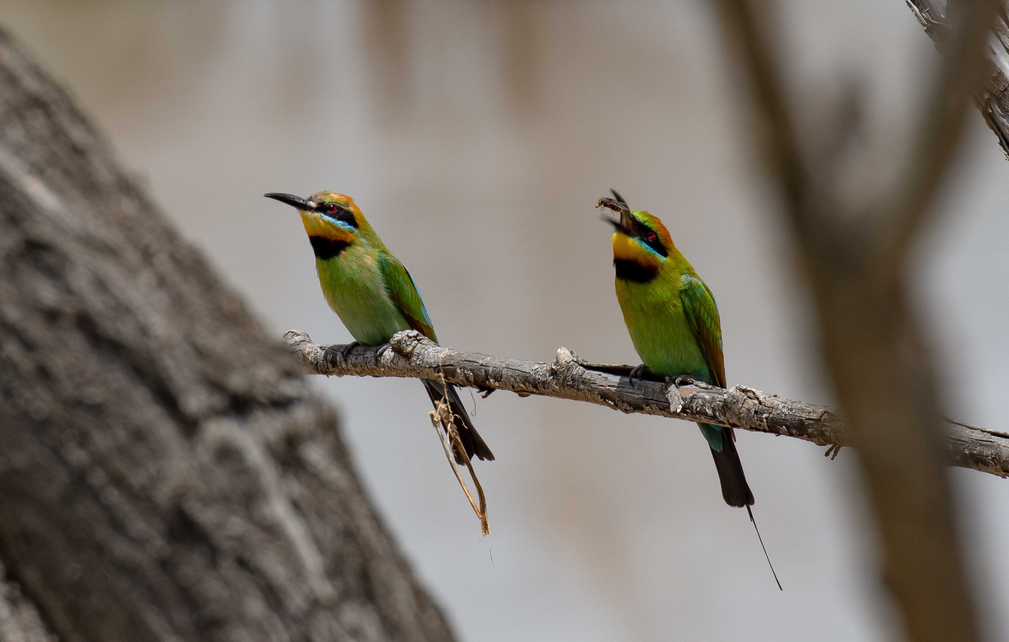 Rainbow Bee-eaters