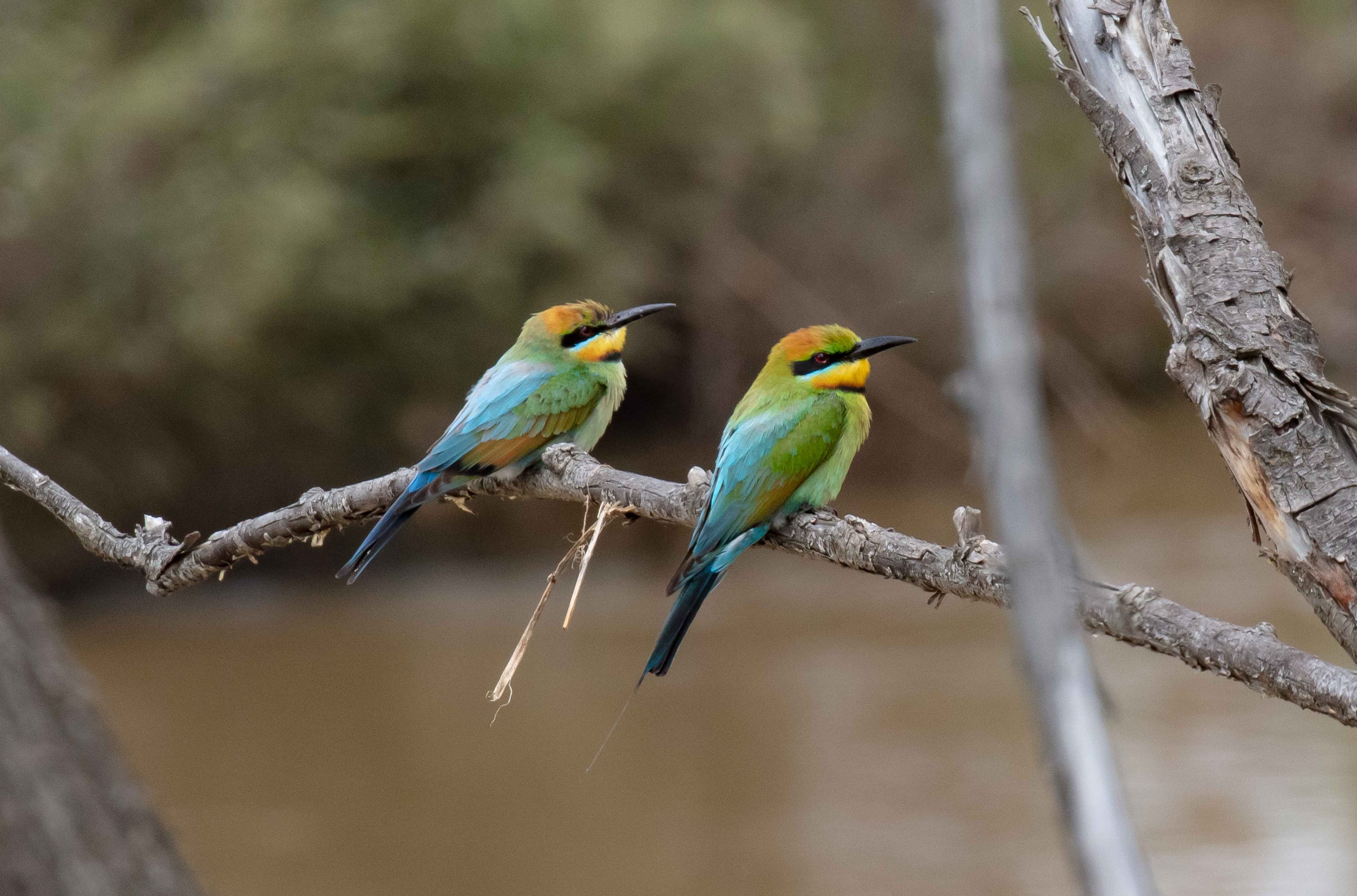 Rainbow Bee-eaters