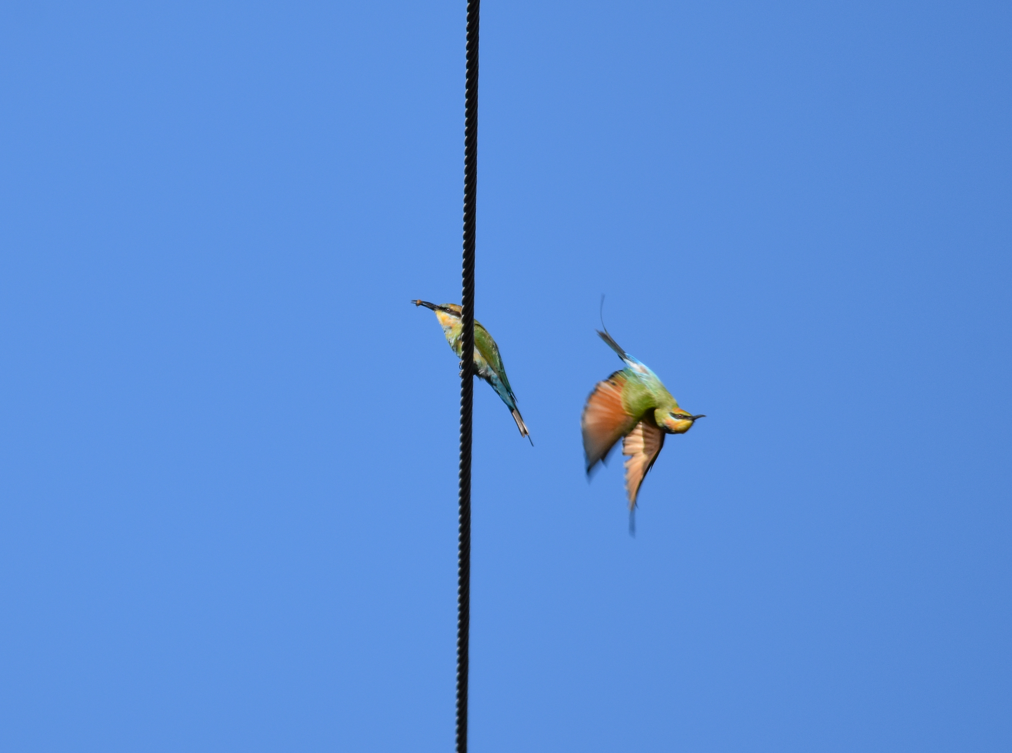 Rainbow Bee-eaters