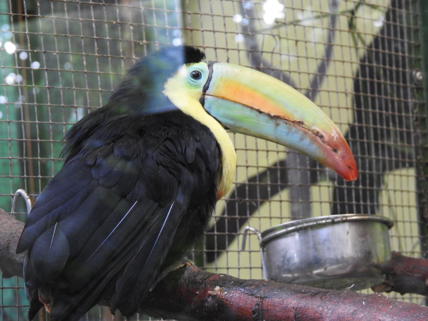 Rainbow-billed toucan