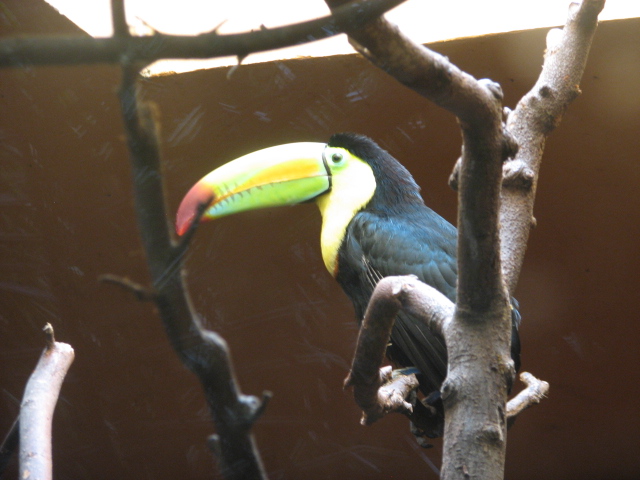 Rainbow-billed toucan