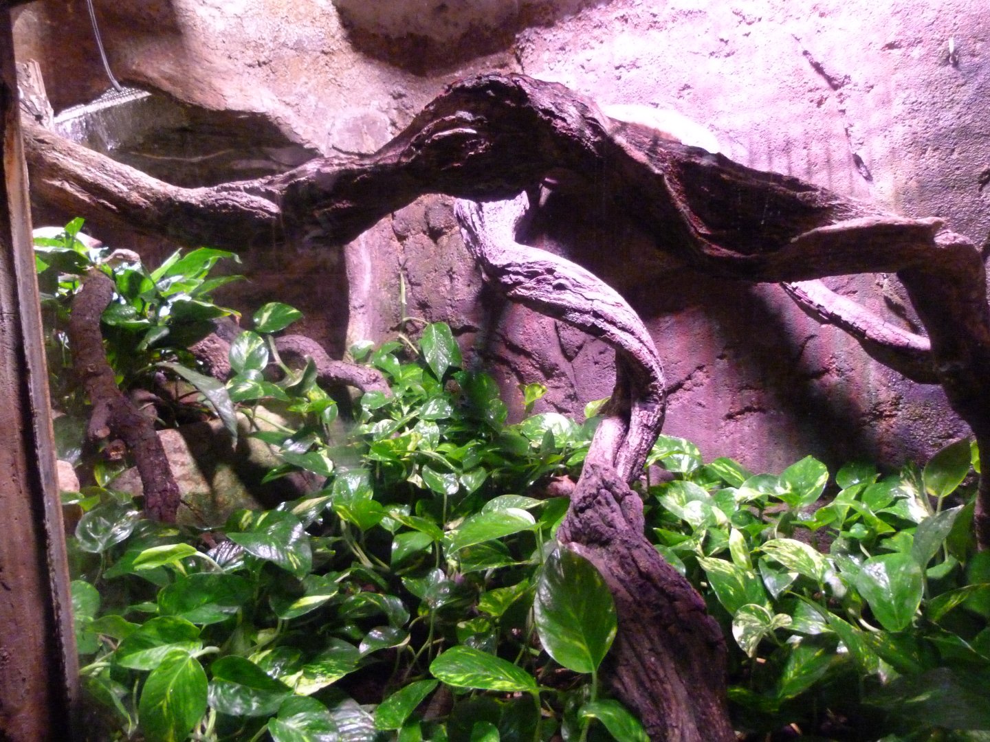 Rainbow boa and Boa constrictor exhibit -Faunia (2025)