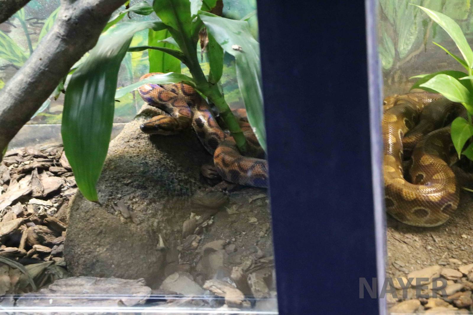 Rainbow boa comparison - Instituto Butantan, 2016