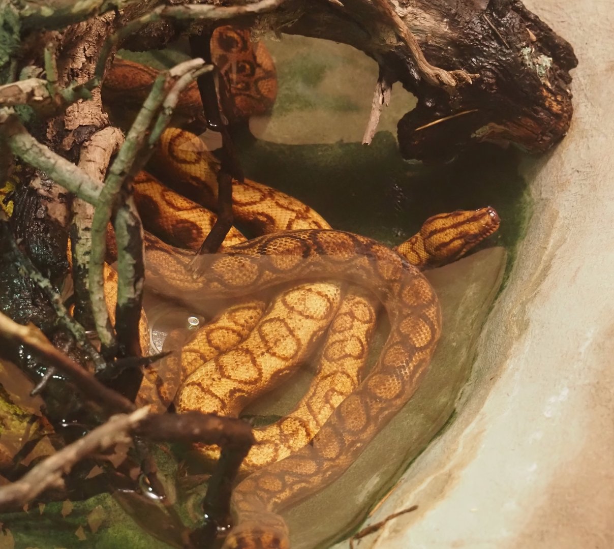 Rainbow boa (Epicrates cenchria), 2024-03-09