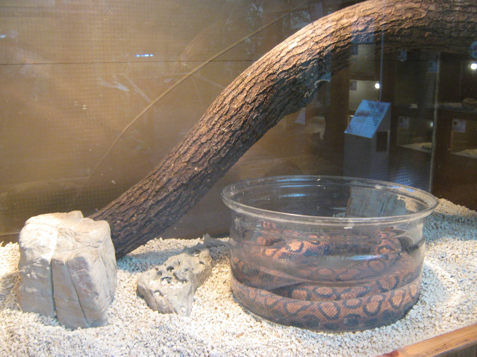 rainbow boa (Epicrates cenchria)