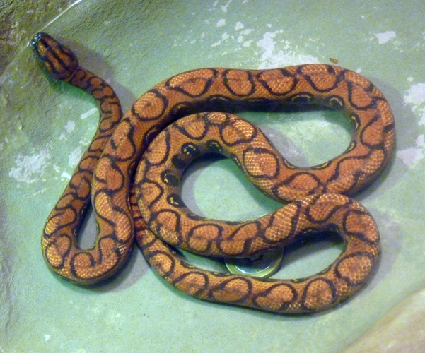 Rainbow boa (Epicrates cenchria)