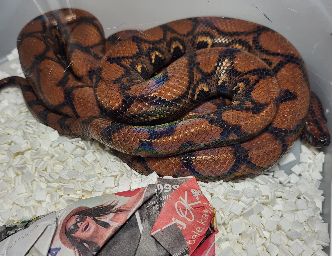 Rainbow boa - Epicrates cenchria