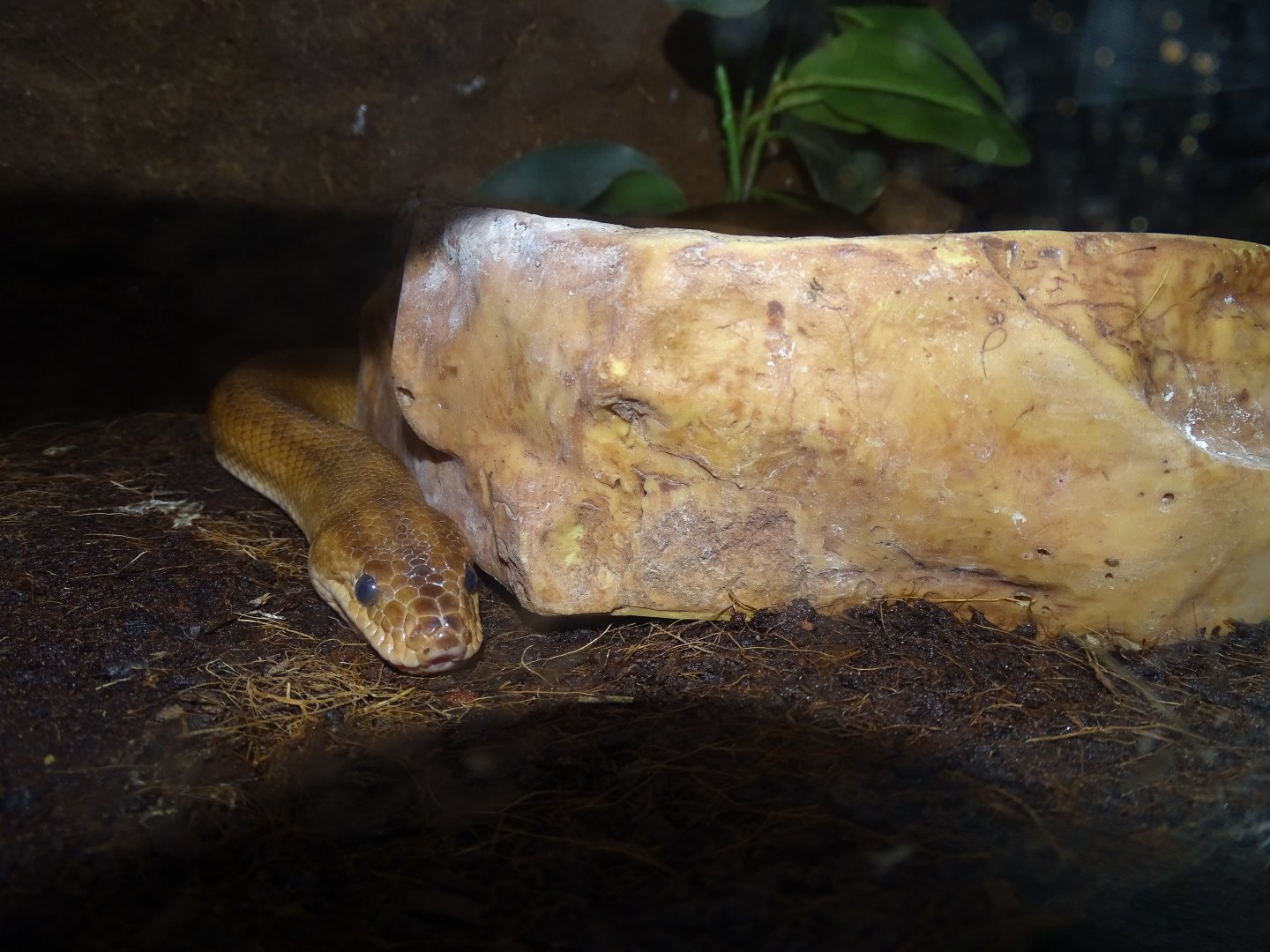 Rainbow boa (Epicrates cenchria)