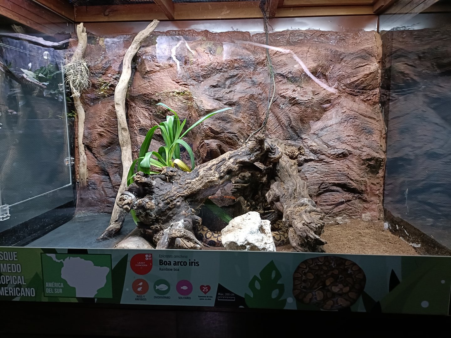 Rainbow boa exhibit - Bioparc Acuario de Gijón