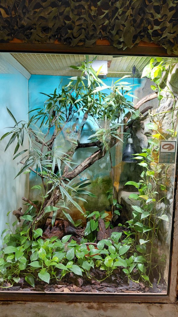 Rainbow boa exhibit