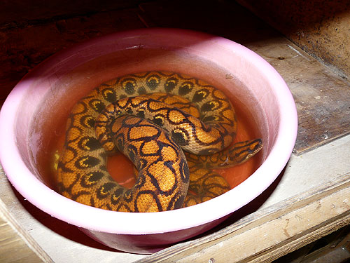 Rainbow Boa in Kishinev Zoo