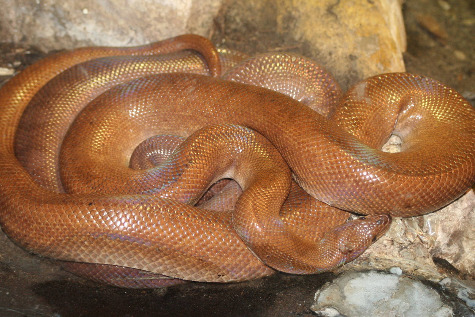 Rainbow Boa @ Knowsley; 25.10.2014