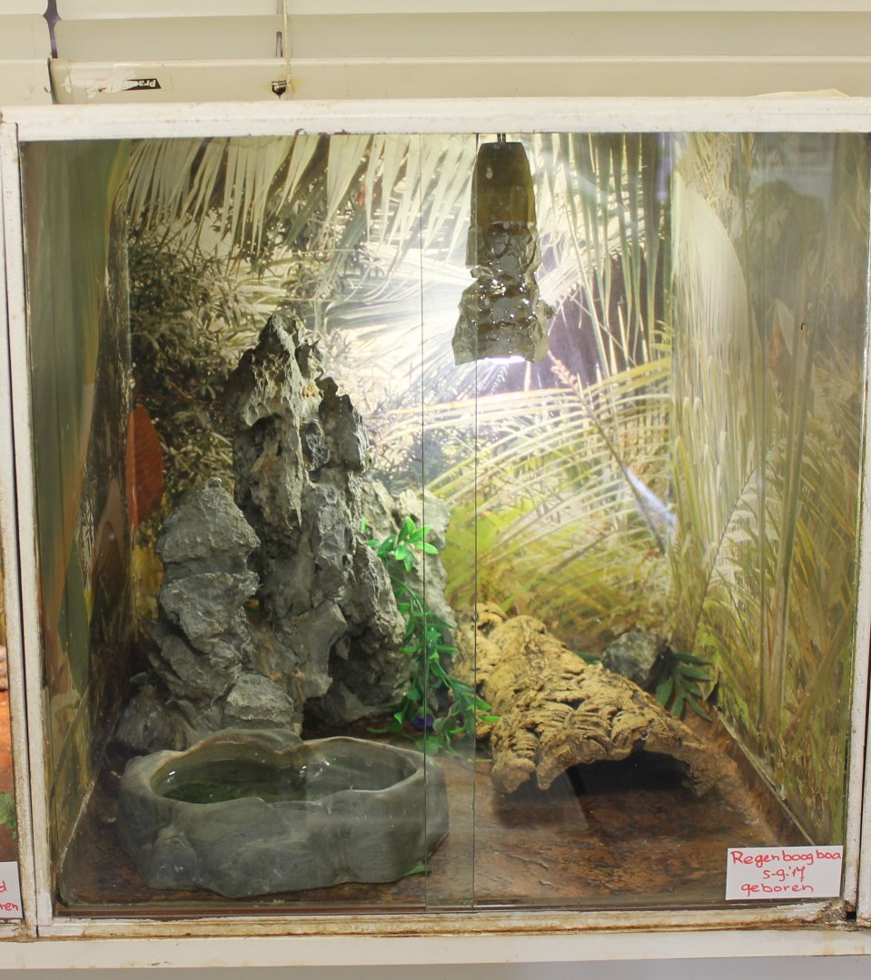 Rainbow boa raising-enclosure