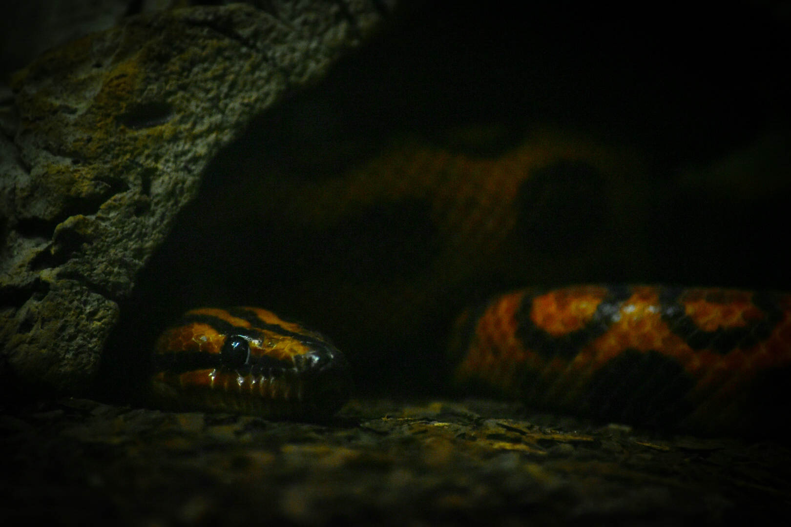 Rainbow Boa- Reptile House