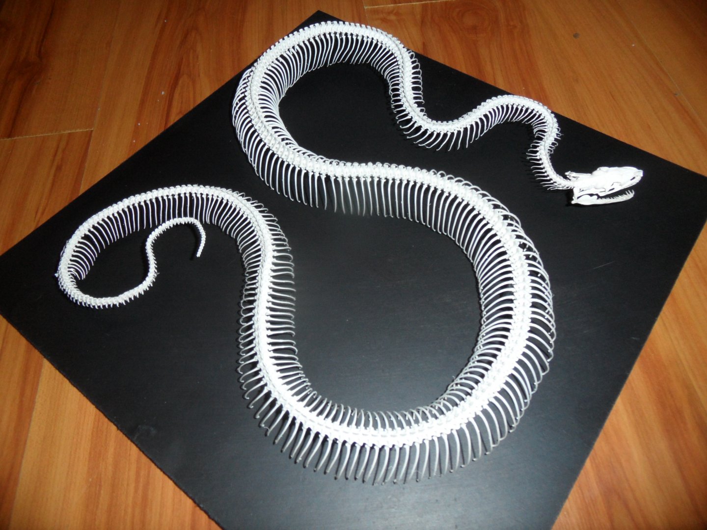 Rainbow boa skeleton