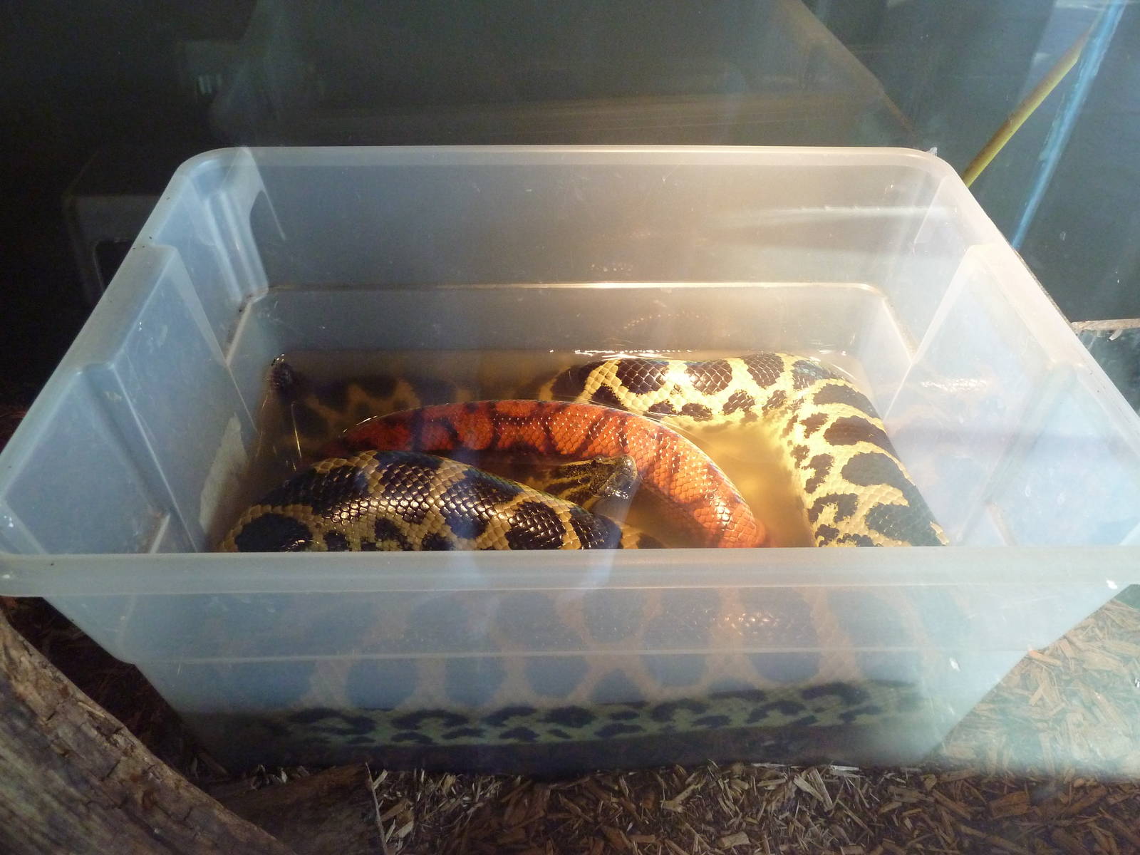 Rainbow Boa + Yellow Anaconda Water Container - Yikes!