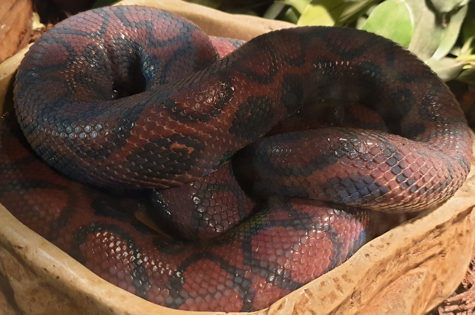 Rainbow boa