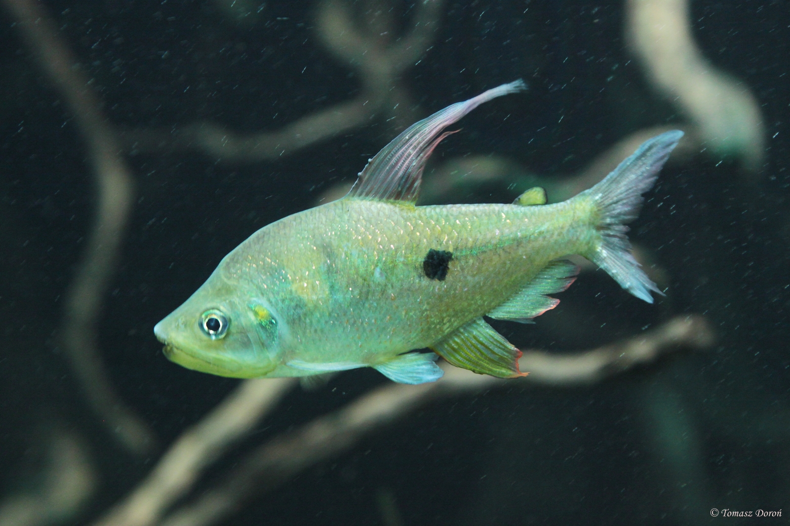 Rainbow Characin (Rhoadsia altipinna)
