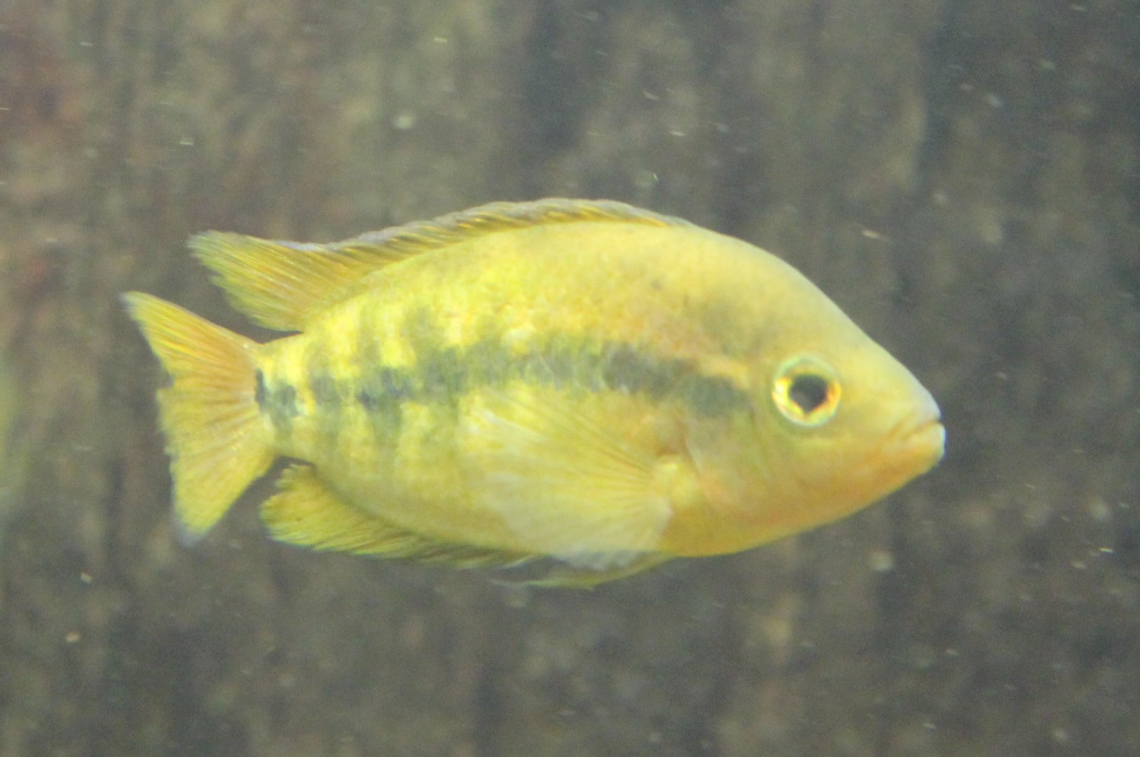 Rainbow cichlid - Archochentrus multispinosus