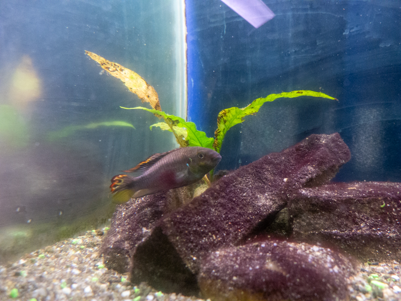 Rainbow cichlid (Pelvicachromis pulcher)