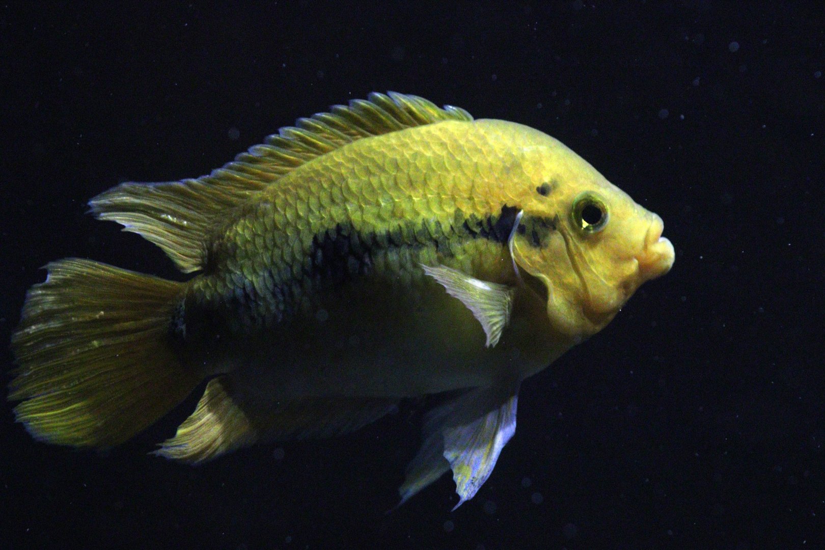 Rainbow Cichlid